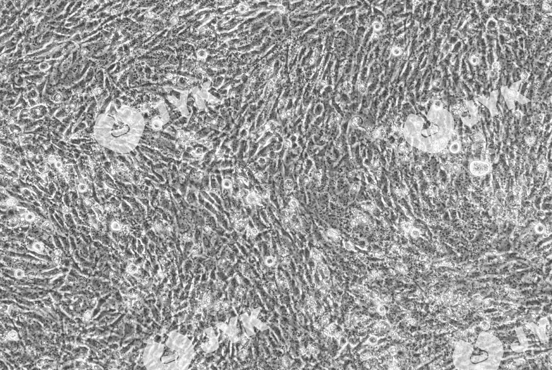 人甲狀腺鱗癌細胞（SW579）